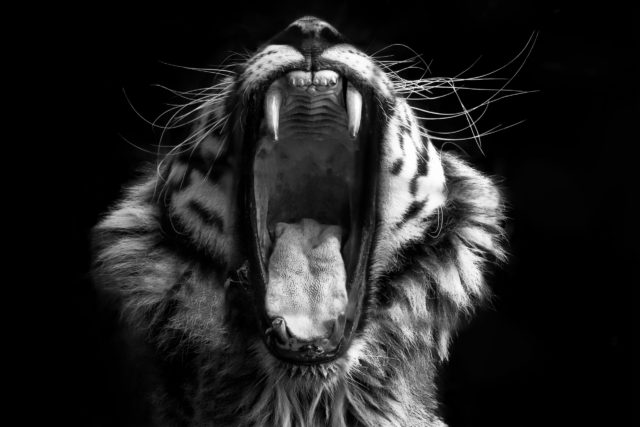 A black and white image of a tiger roaring with its mouth wide open towards the camera