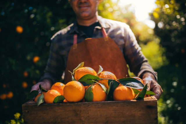 Close-up of farmer holding wooden basket with lots of fresh ripe oranges from field harvest, the man is wearing a long-sleeve plaid shirt and an orange apron