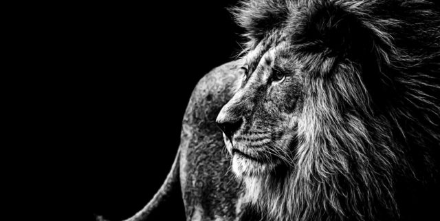 A black and white image of a lion looking to the left