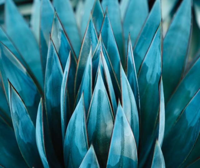 A blue spiky plant