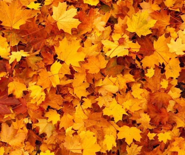 Yellow, orange and red autumn leaves laying on the ground